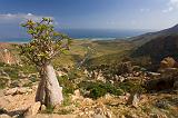Bottle tree along the path to the coast, Socotra, Yemen